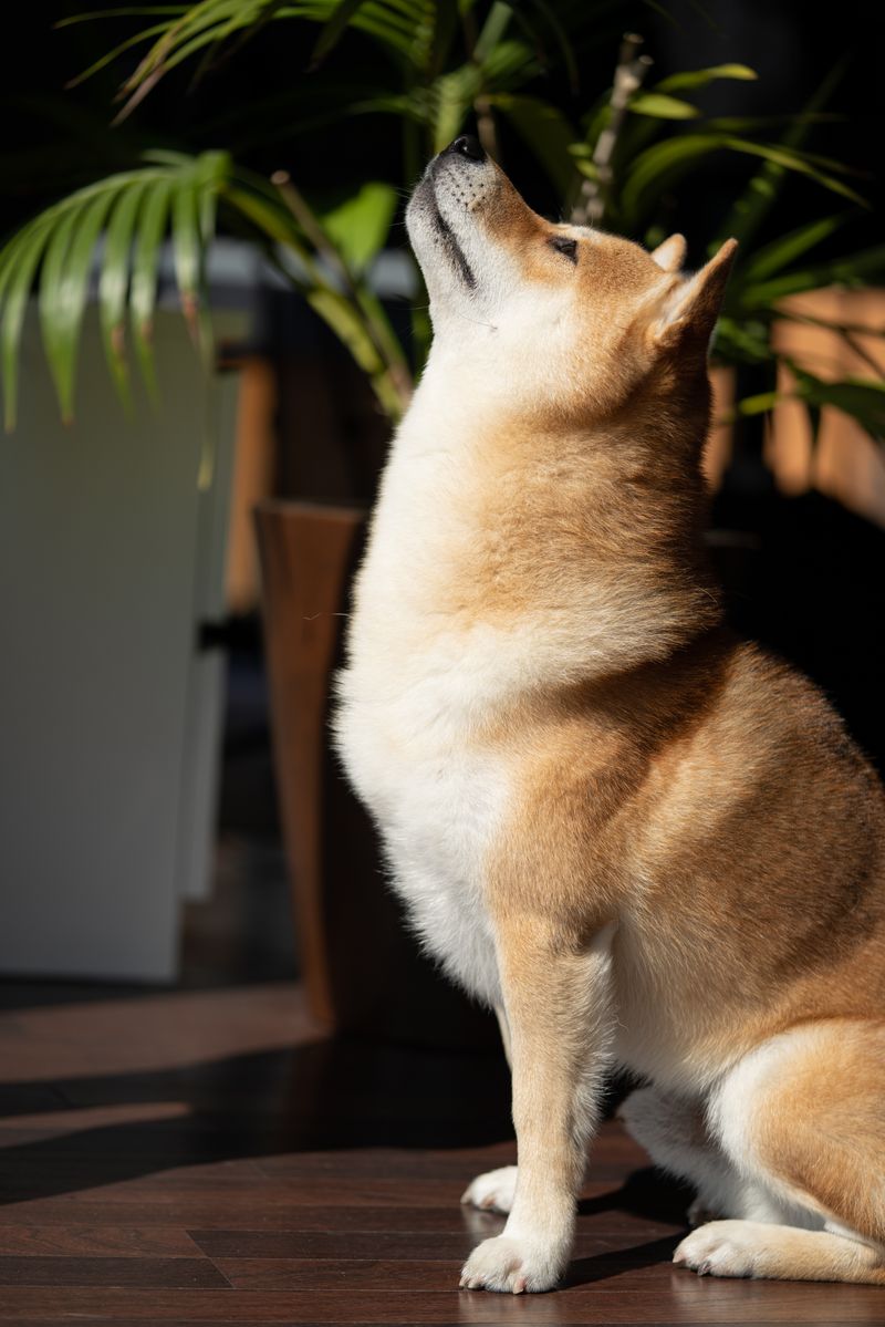 もも(柴犬)
